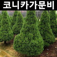 코니카가문비 키70cm내외(분) 1개/나무 묘목/상록수/조경용