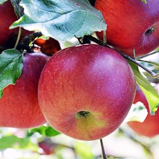 청송사과농장 청송꿀사과 사과한박스 사과10키로 사과5키로, 1박스, 10kg