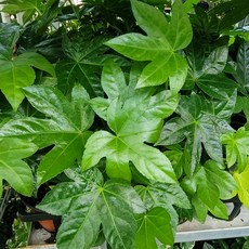 플로리다뷰티그린