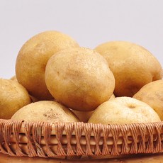 [푸르젠] 포슬포슬 감자, 1개, 20kg (중)