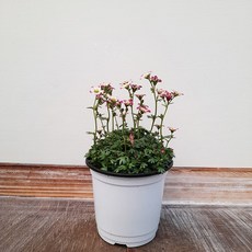 운간초