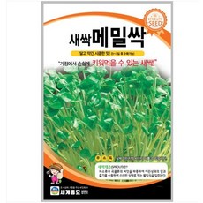 새싹 메밀싹 500g / 새싹 씨앗 종자 텃밭키우기 채소키우기