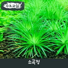 [수초교실] 대표적인 곡정초 소곡정 1뿌리