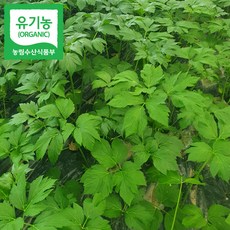 충북 청주 국내산 친환경 유기농 신선초 녹즙 샐러드용 1kg 2kg 3kg 주스용 쥬스용, 유기농 신선초 3kg