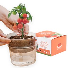 방울토마토 키우기 올인원 키트 씨앗 세트 식목일, 1) 방울토마토 키우기 키트