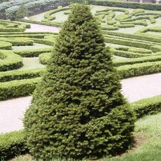 묘목/주목나무/키 약120cm TG13