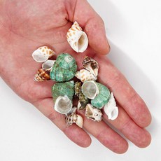 박스형 소라게 껍질 교체 특수쉘 천연껍데기 벌크, 벌크사이즈13나사사이0.5-1.4cm, 1개