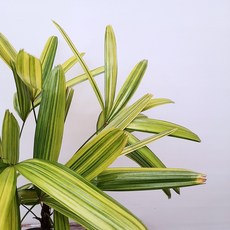 서황금
