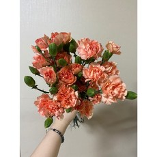 (생화 농장직송) 스프레이 카네이션 반단 (4 color), 살구