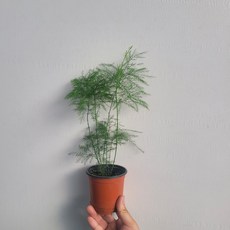 무배특가 플랜테리어 아스파라거스 비르가투스 소품 15-30cm 59