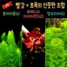 블러드레드수초