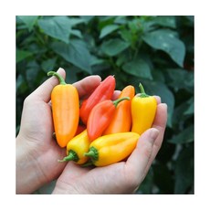 아삭달콤 천적재배 삼색 미니파프리카 1.5kg 삼색혼합 주1회/월발송, ONE COLOR, ONE SIZE