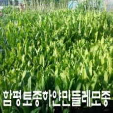 민들레 모종105주3월10일이후판매가능, 1개