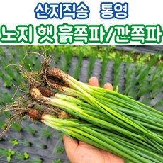 친환경쪽파