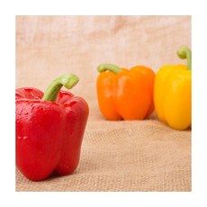 비타민가득 영양만점 가정용 파프리카 2kg 혼합, ONE COLOR, ONE SIZE