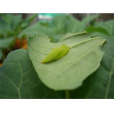 배추흰나비