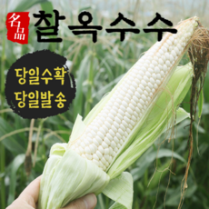 철마옥수수