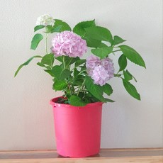 더브라이드