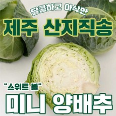 배추 TOP01