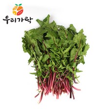 우리가락곰취