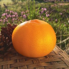 추천83월제철과일