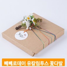 유칼립투스포장