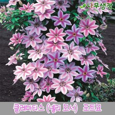 클레마티스