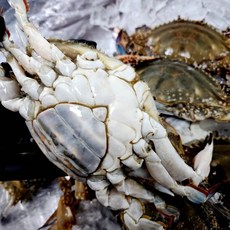 연평도 신선급냉 살이꽉 찬 알배기 암꽃게 1kg 3-5미, 1개