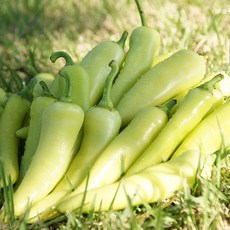 혈당을 조절해주는 특별한 농산물 원조 모악산 당조고추 1kg