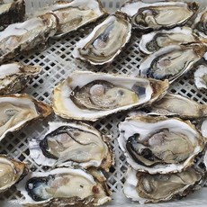 명창수산하프셀100미