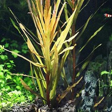 암마니아그라실리스