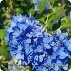 목하원예조경 에메랄드수국 청수국(개화주 포트묘)