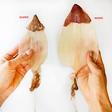 [주5일] AAA등급 최상품 반건조 한치 프리미엄 건한치, 1개, 2S 30미 600g