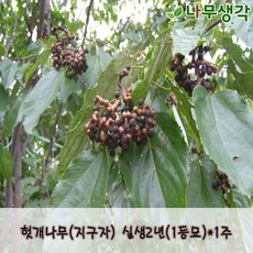 착한가격 나무생각 헛개나무(지구자) 실생2년(1등묘)*1주