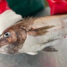 참돔 참돔생물 생선참돔 손질참돔 1kg, 1개