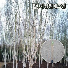 잭큐몬티도랜보스