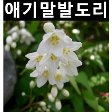 애기말발도리 포트 5개/나무 묘목/생울타리/정원용