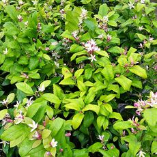 나의라임오렌지나무광란자그림