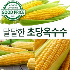 괴산영농조합법인 예약특가 정품 괴산대학찰옥수수 초당옥수수, 초당옥수수 특품15cm이상 10개