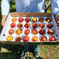 [초고당도] 신비복숭아 / 중량선택 / 산지직송, 소과 1kg (15과 내외), 1개