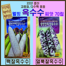 황금찰옥수수