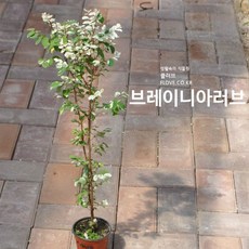 브레이니아러브(3년생)