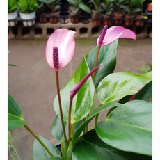 울산꽃풍선수업