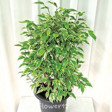 델리치오사키우기