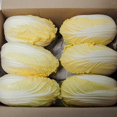 [프레시팜] 쌈채소 알배기 알배추 쌈배추 4kg 8kg