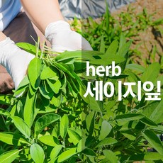 [한첩]국내산 세이지차/허브차/건잎/생잎/tea