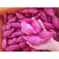 해남햇밤고구마