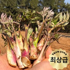 예담정담 남해 햇 노지 땅두릅 독활 제철 봄나물 해풍 최상품 500G, 1개, 0.5kg