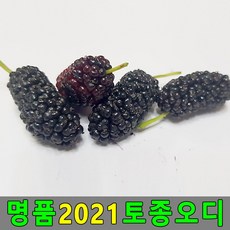 생오디