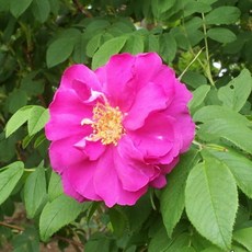 81c20432d4d2e898954c87462ea44875c6f75fdb9882f139a1d1585e64ad.jpg